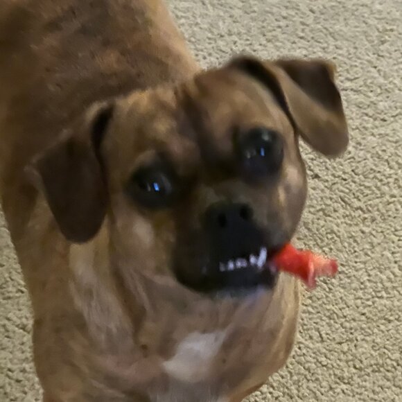 Rebundle for @lemonupcycle - Picture 1 of 1